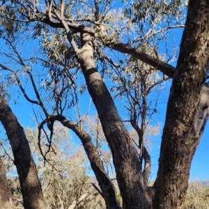 Eucalyptus goniocalyx subsp. goniocalyx at Macarthur, ACT - 27 Oct 2023