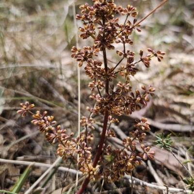 Lomandra multiflora (Many-flowered Matrush) at QPRC LGA - 26 Oct 2023 by Csteele4