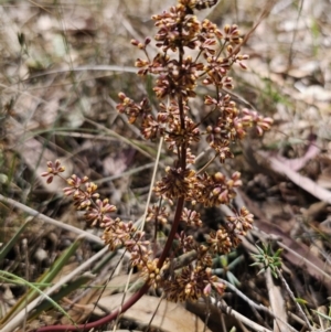 Lomandra multiflora at Carwoola, NSW - 26 Oct 2023