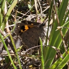 Trapezites phigalia (Heath Ochre) at Stony Creek Nature Reserve - 26 Oct 2023 by Csteele4