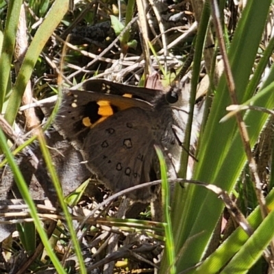 Trapezites phigalia (Heath Ochre) at QPRC LGA - 26 Oct 2023 by Csteele4