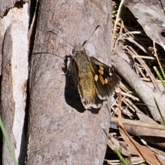 Trapezites phigalia at Carwoola, NSW - 26 Oct 2023 02:41 PM