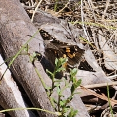 Trapezites phigalia at Carwoola, NSW - 26 Oct 2023