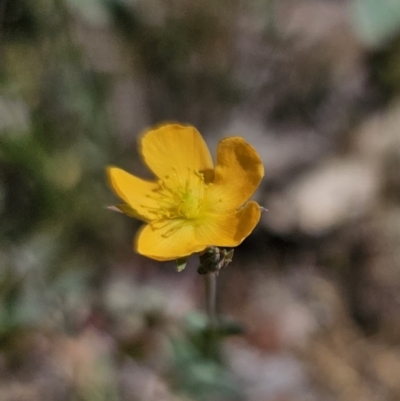 Hypericum gramineum (Small St Johns Wort) at Stony Creek Nature Reserve - 26 Oct 2023 by Csteele4