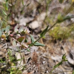 Hypericum gramineum at Carwoola, NSW - 26 Oct 2023 03:20 PM