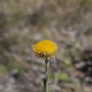 Coronidium scorpioides at Carwoola, NSW - 26 Oct 2023