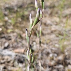 Thelymitra (Genus) (Sun Orchid) at Carwoola, NSW - 26 Oct 2023 by Csteele4