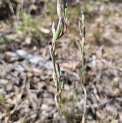 Thelymitra sp. at Carwoola, NSW - 26 Oct 2023