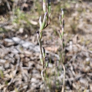 Thelymitra sp. at Carwoola, NSW - suppressed