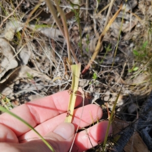 Thelymitra sp. at Carwoola, NSW - suppressed