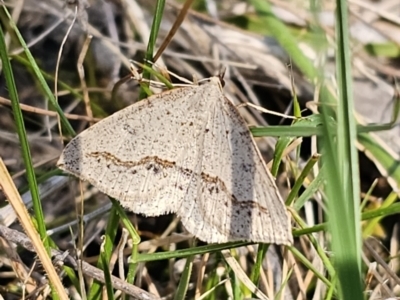 Taxeotis stereospila (Taxeotis stereospila) at Carwoola, NSW - 26 Oct 2023 by Csteele4