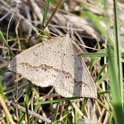 Taxeotis stereospila (Taxeotis stereospila) at Stony Creek Nature Reserve - 26 Oct 2023 by Csteele4