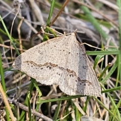 Taxeotis stereospila at Carwoola, NSW - 26 Oct 2023 03:30 PM