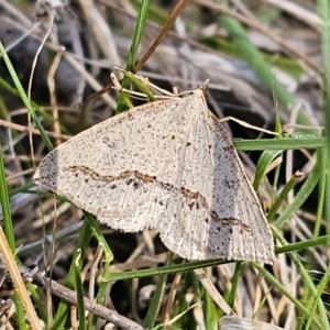 Taxeotis stereospila at Carwoola, NSW - 26 Oct 2023 03:30 PM