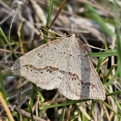 Taxeotis stereospila at Carwoola, NSW - 26 Oct 2023 03:30 PM