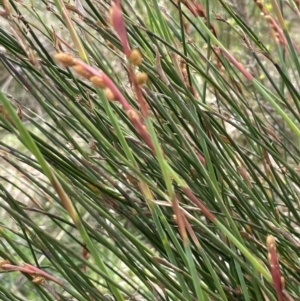 Baloskion longipes at Bendoura, NSW - 25 Oct 2023