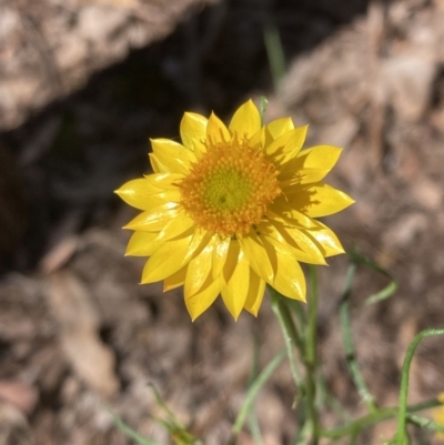 Xerochrysum viscosum (Sticky Everlasting) at Chiltern-Mt Pilot National Park - 10 Oct 2023 by AnneG1