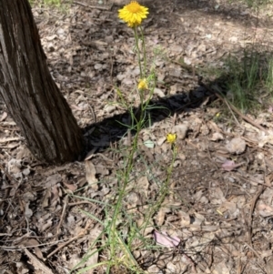 Xerochrysum viscosum at Chiltern, VIC - 10 Oct 2023