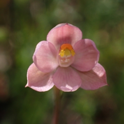 Thelymitra rubra (Salmon Sun Orchid) at Chiltern, VIC - 10 Oct 2023 by AnneG1