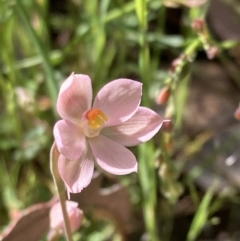 Thelymitra rubra at Chiltern, VIC - suppressed