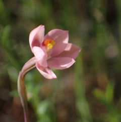 Thelymitra rubra at Chiltern, VIC - suppressed