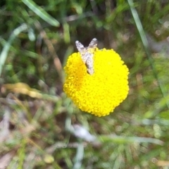 Austrotephritis sp. (genus) at Hackett, ACT - 26 Oct 2023