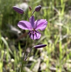 Arthropodium strictum (Chocolate Lily) at Chiltern-Mt Pilot National Park - 10 Oct 2023 by AnneG1