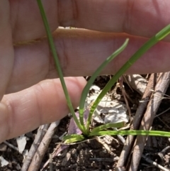 Arthropodium strictum at Chiltern, VIC - 10 Oct 2023 02:41 PM