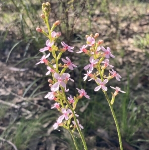 Stylidium graminifolium at Chiltern, VIC - 10 Oct 2023