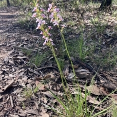 Stylidium graminifolium at Chiltern, VIC - 10 Oct 2023 04:41 PM