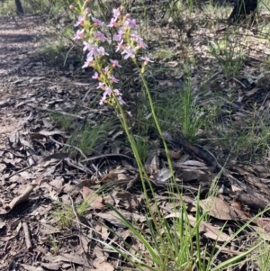 Stylidium graminifolium at Chiltern, VIC - 10 Oct 2023