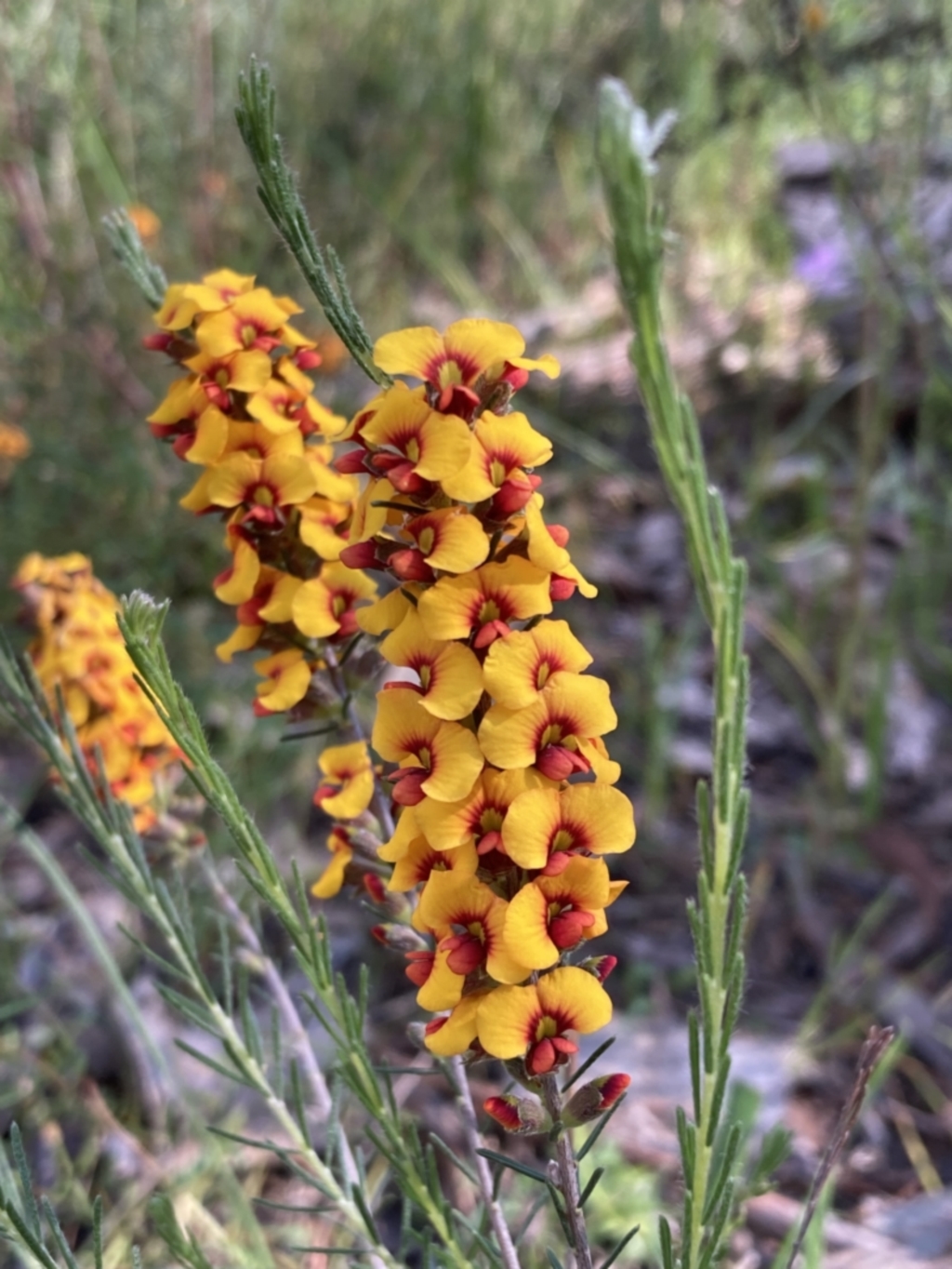 Dillwynia sericea at Chiltern, VIC - 10 Oct 2023