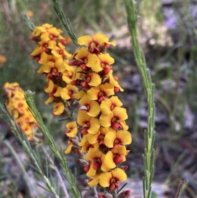 Dillwynia sericea (Egg And Bacon Peas) at Chiltern-Mt Pilot National Park - 10 Oct 2023 by AnneG1