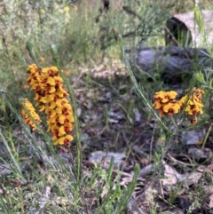 Dillwynia sericea at Chiltern, VIC - 10 Oct 2023