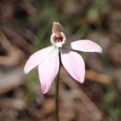 Caladenia carnea (Pink Fingers) at Chiltern, VIC - 10 Oct 2023 by AnneG1