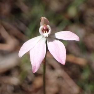 Caladenia carnea at Chiltern, VIC - 10 Oct 2023