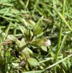 Gratiola pumilo (A Brooklime) at QPRC LGA - 25 Oct 2023 by JaneR