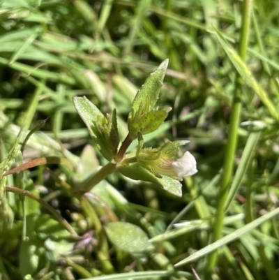 Gratiola pumilo (A Brooklime) at Bendoura, NSW - 25 Oct 2023 by JaneR