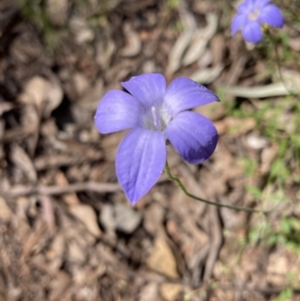 Wahlenbergia sp. at Chiltern, VIC - 10 Oct 2023