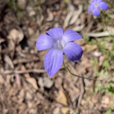Wahlenbergia sp. (Bluebell) at Chiltern, VIC - 10 Oct 2023 by AnneG1