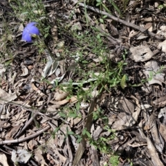 Wahlenbergia sp. at Chiltern, VIC - 10 Oct 2023 02:35 PM