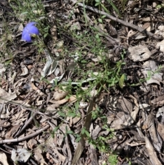 Wahlenbergia sp. at Chiltern, VIC - 10 Oct 2023
