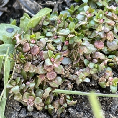 Elatine gratioloides (Waterwort) at Bendoura, NSW - 25 Oct 2023 by JaneR