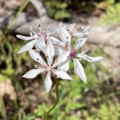 Burchardia umbellata (Milkmaids) at Chiltern-Mt Pilot National Park - 10 Oct 2023 by AnneG1