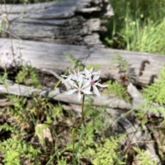 Burchardia umbellata at Chiltern, VIC - 10 Oct 2023 02:53 PM