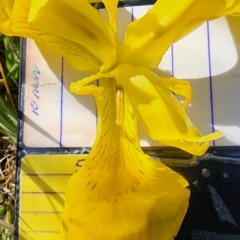 Iris pseudacorus (Yellow Flag) at Fadden Hills Pond - 26 Oct 2023 by Steve818
