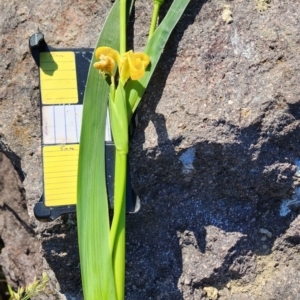 Iris pseudacorus at Fadden, ACT - 26 Oct 2023