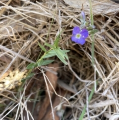 Veronica gracilis (Slender Speedwell) at Bendoura, NSW - 25 Oct 2023 by JaneR