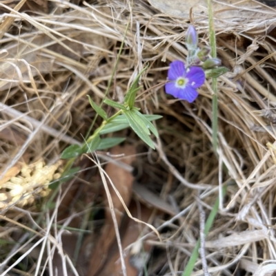 Veronica gracilis (Slender Speedwell) at Bendoura, NSW - 25 Oct 2023 by JaneR