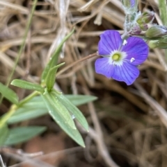 Veronica gracilis at Bendoura, NSW - 25 Oct 2023